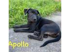 Adopt Apollo-Black a Labrador Retriever