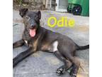 Adopt Odie a Black Labrador Retriever