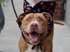 Adopt KIRY a American Staffordshire Terrier, Mixed Breed