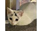 Adopt Domino a Domestic Short Hair