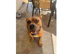 Adopt Bruiser a American Staffordshire Terrier, Black Mouth Cur