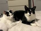 Adopt Prince & PC (Pat the Cat) a Domestic Short Hair