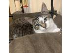 Adopt Henry a Domestic Short Hair, American Shorthair