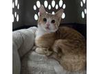 Adopt Lennon a Domestic Short Hair