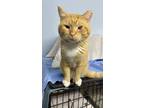 Adopt Wilson a Domestic Short Hair