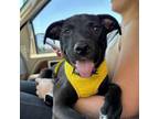 Adopt Kiwi a Pit Bull Terrier