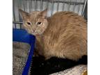 Adopt Squincy a Domestic Short Hair