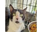 Adopt Lester a Domestic Short Hair