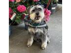 Adopt Dewey a Schnauzer