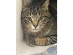 Adopt Moe a Domestic Short Hair