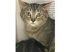 Adopt Jojo a Domestic Short Hair