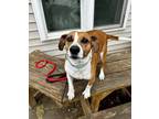 Adopt Akuma (Bonded to Buck, Must be adopted together) a Beagle