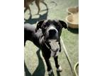 Adopt Wanya a Boxer, Mixed Breed