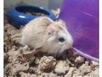 Adopt Chula a Hamster