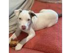 Adopt Josiah a Pit Bull Terrier