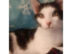 Adopt Gordy a Domestic Short Hair