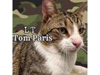 Adopt Lt. Tom Paris-Looking for his Permanent Duty Station a Tabby