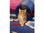 Adopt Charlie a Domestic Short Hair