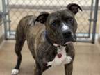 Adopt Diego a Pit Bull Terrier, Mixed Breed