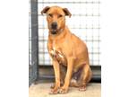 Adopt Chester a Rhodesian Ridgeback, Mixed Breed