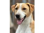 Adopt Charlie a English Foxhound, Mixed Breed