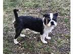 Adopt Bentley a Mixed Breed, Terrier