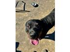 Adopt Briggs a Rottweiler