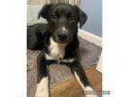 Adopt Bronco a Australian Shepherd, Pit Bull Terrier