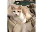 Adopt Milo a Domestic Short Hair