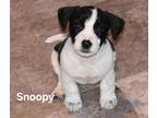 Adopt Snoopy a Australian Cattle Dog / Blue Heeler