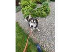 Adopt Toughy a Husky