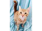 Adopt Emmett a Tabby