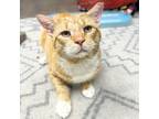 Adopt Jake a Tabby