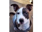 Adopt Bruce a Boxer, American Staffordshire Terrier