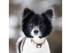 Adopt Kenny a Pomeranian, Mixed Breed