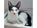 Adopt Neville a Domestic Short Hair, Turkish Van