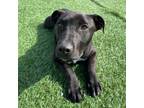 Adopt Archie a Pit Bull Terrier, Labrador Retriever