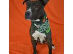 Adopt Sebastian a Pit Bull Terrier, Mixed Breed