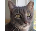 Adopt Brisket a Russian Blue, Bengal