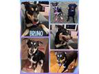 Adopt Bruno a Mixed Breed