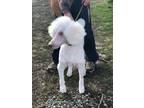 Adopt Rocky a Standard Poodle