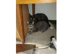 Adopt Ms. Bombay Panther kitty a Bombay, American Shorthair