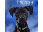 Adopt Ryan Parker a Mixed Breed