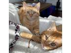Adopt Chico and Socks a Tabby, Domestic Short Hair