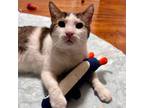 Adopt Busta a Tabby, Domestic Short Hair