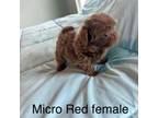 Micro Red Female