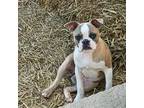 Boston Terrier Puppy for sale in Versailles, IN, USA