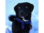 Adopt Fateh a Black Labrador Retriever, Mixed Breed