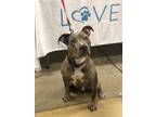 Adopt Dyson a Pit Bull Terrier