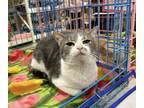 Adopt Tommy Kitty a Domestic Short Hair